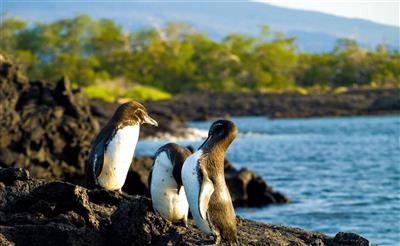  Galápagos, pinguïns