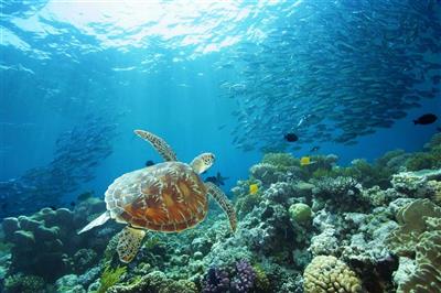 Australie, Queensland, Great Barrier Reef 