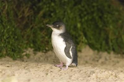 Australie, Zuid-Australie, Phillip Island, pinguins