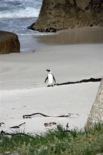 Boulders Beach, Kaapstad