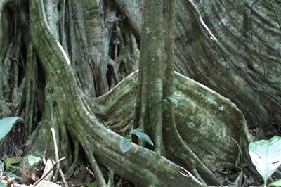 Ficusboom, Nationaal Park Tambopata
