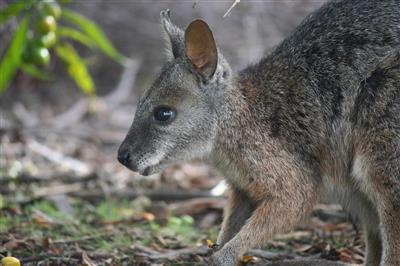 Kangaroo Island, Australië
