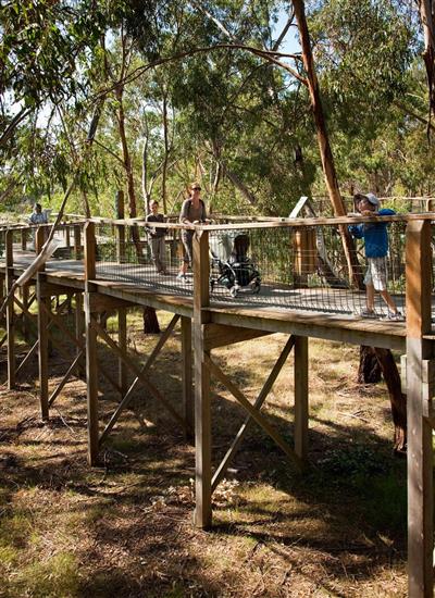Koala Conservation Centre (Bron: Phillip Island Nature Park)