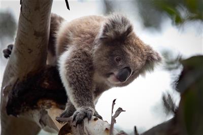 Koala Conservation Centre (Bron: Phillip Island Nature Park)