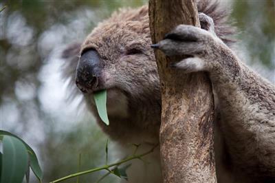 Koala Conservation Centre, Phillip Island