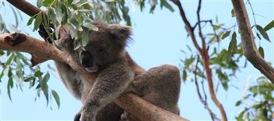Koala, Great Ocean Road