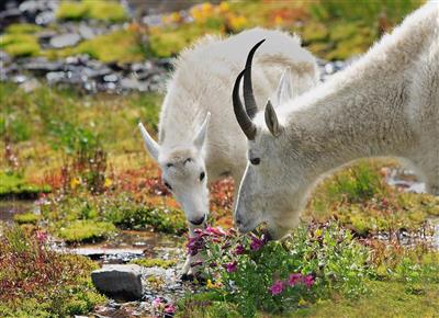 Mountain Goat, Glacier National Park Canada