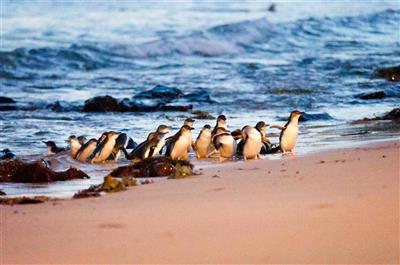 Phillip Island (Bron: Tourism Australia)