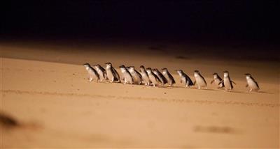 Pinguin Parade, Phillip Island