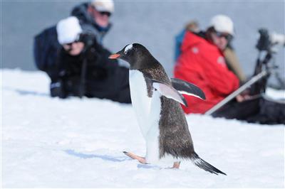 Pinguïns kun je van dichtbij observeren (in dit geval een ezelspinguïn)