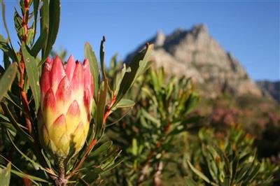 Protea op de Tafelberg