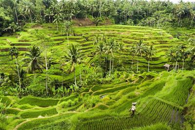 Rijstterrassen Bali