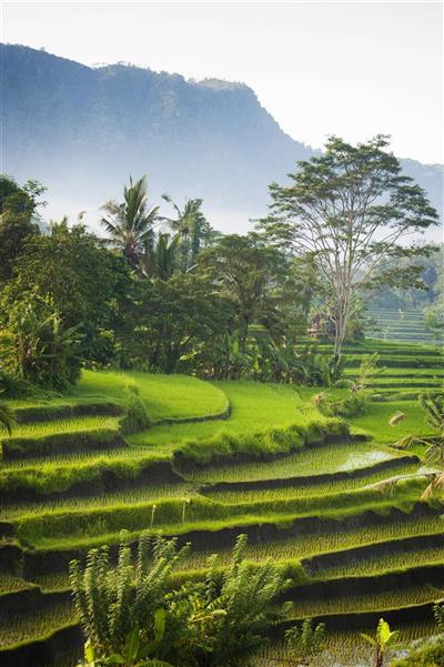Rijstveld, Bali