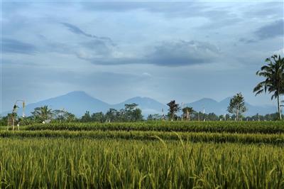 Rijstveld in de omgeving van Ubud, Bali