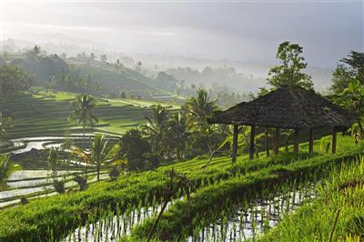 Rijstvelden, Ubud, Bali, Indonesië