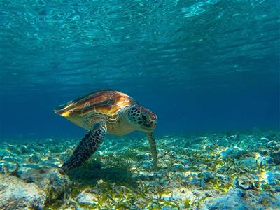 Schildpad, Gili Air