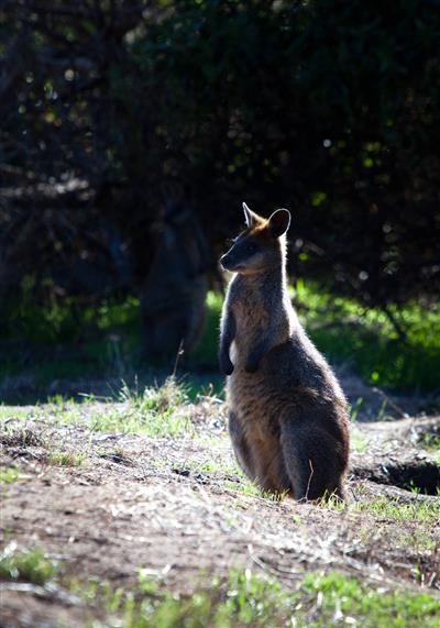 Wallaby bij Swan Lake, Phillip Island