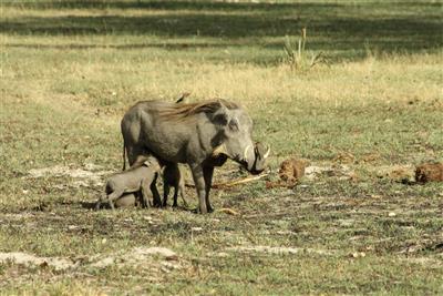 Warthog, Okavango
