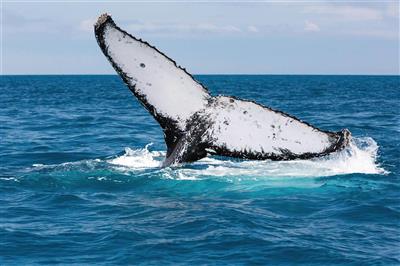 Whale Watching, Fraser Island Australië (Bron: Tourism & Events Queensland)
