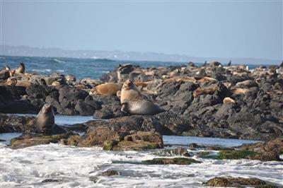 Zeehonden nabij Phillip Island