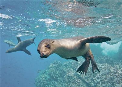 Zeeleeuwen, Galápagos