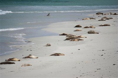 Zeeleeuwen op Kangaroo Island